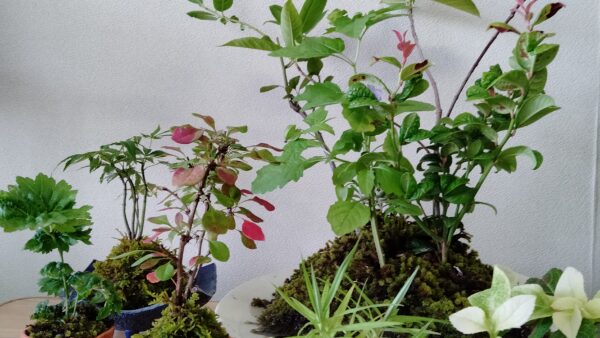 こけ玉・ミニ盆栽と創作寄せ植え飾り作り